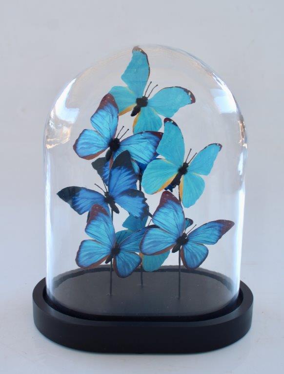 Medium Glass Dome Blue Butterflies